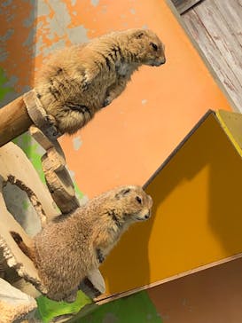 淡路ファームパーク イングランドの丘に投稿された画像（2024/1/28）