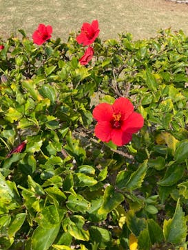 沖縄美ら海水族館に投稿された画像（2024/1/28）