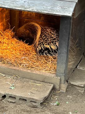 よこはま動物園ズーラシアに投稿された画像（2024/1/28）