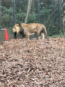 よこはま動物園ズーラシアに投稿された画像（2024/1/28）