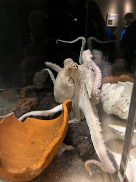 しながわ水族館に投稿された画像（2024/1/28）