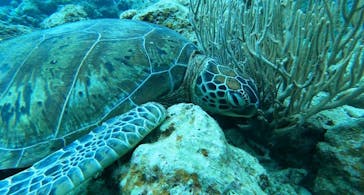 石垣島 ADVENTURE PiPi（イシガキジマアドベンチャーピピ）に投稿された画像（2024/1/28）