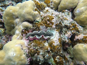 石垣島 ADVENTURE PiPi（イシガキジマアドベンチャーピピ）に投稿された画像（2024/1/28）