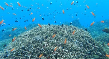 石垣島 ADVENTURE PiPi（イシガキジマアドベンチャーピピ）に投稿された画像（2024/1/28）