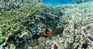 石垣島 ADVENTURE PiPi（イシガキジマアドベンチャーピピ）に投稿された画像（2024/1/28）