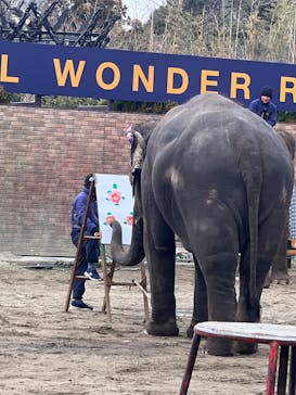 ANIMAL WONDER REZOURT 市原ぞうの国・サユリワールドに投稿された画像（2024/1/28）