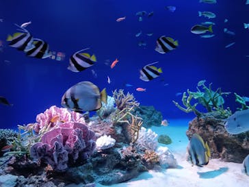 新江ノ島水族館に投稿された画像（2024/1/29）