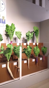 特別展「和食 ～日本の自然、人々の知恵～」に投稿された画像（2024/1/29）