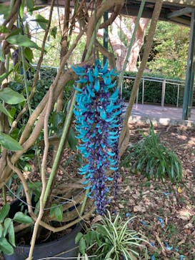 おきなわワールドに投稿された画像（2024/1/29）