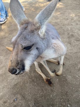 神戸どうぶつ王国に投稿された画像（2024/1/29）