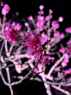 今帰仁城跡に投稿された画像（2024/1/29）