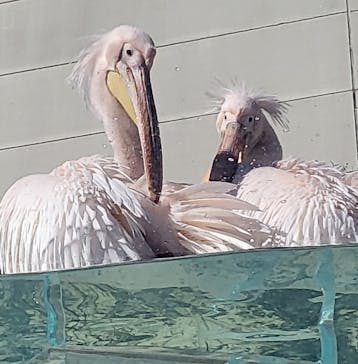 サンシャイン水族館に投稿された画像（2024/1/29）