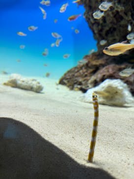 アクアワールド茨城県大洗水族館に投稿された画像（2024/1/29）