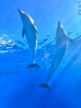 横浜・八景島シーパラダイスに投稿された画像（2024/1/29）