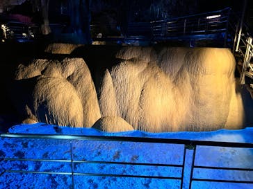 おきなわワールドに投稿された画像（2024/1/29）