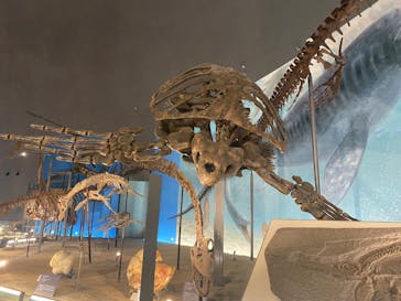 福井県立恐竜博物館に投稿された画像（2024/1/29）