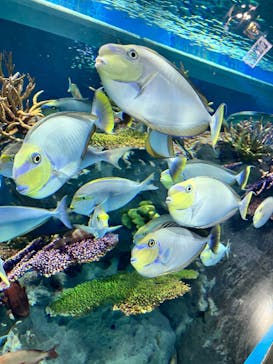 DMMかりゆし水族館に投稿された画像（2024/1/29）