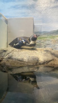 新江ノ島水族館に投稿された画像（2024/1/29）