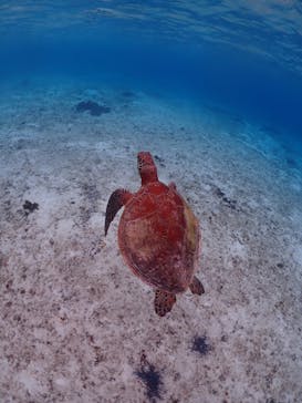 ちゃこたびに投稿された画像（2024/1/29）