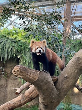 神戸どうぶつ王国に投稿された画像（2024/1/29）