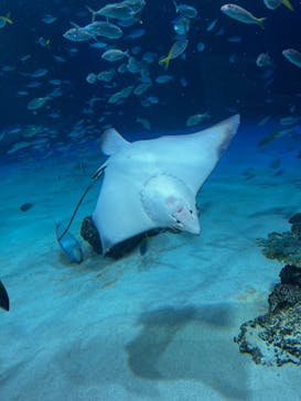 サンシャイン水族館に投稿された画像（2024/1/29）