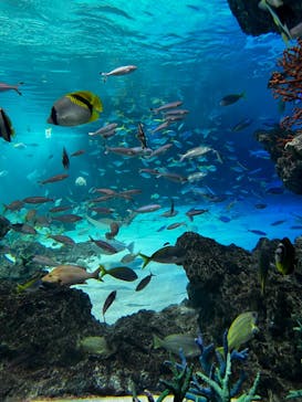 サンシャイン水族館に投稿された画像（2024/1/29）