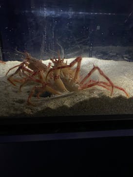 伊豆・三津シーパラダイスに投稿された画像（2024/1/29）