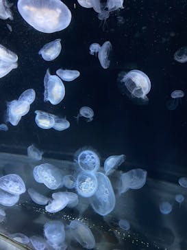 伊豆・三津シーパラダイスに投稿された画像（2024/1/29）