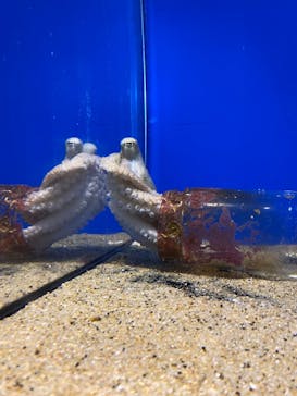 伊豆・三津シーパラダイスに投稿された画像（2024/1/29）