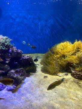 伊豆・三津シーパラダイスに投稿された画像（2024/1/29）