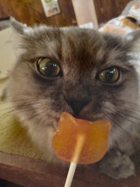 猫カフェモカ　池袋東口店に投稿された画像（2024/1/30）