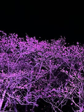 今帰仁城跡に投稿された画像（2024/1/30）