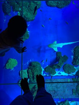 DMMかりゆし水族館に投稿された画像（2024/1/30）