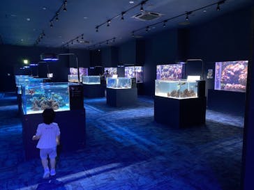 DMMかりゆし水族館に投稿された画像（2024/1/30）