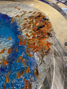 DMMかりゆし水族館に投稿された画像（2024/1/30）