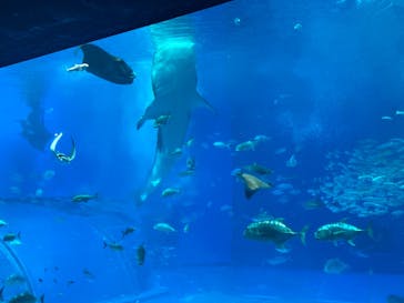 沖縄美ら海水族館に投稿された画像（2024/1/30）