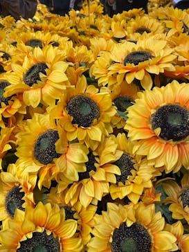 ゴッホ・アライブに投稿された画像（2024/1/30）