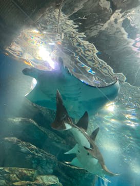 マクセル アクアパーク品川に投稿された画像（2024/1/31）