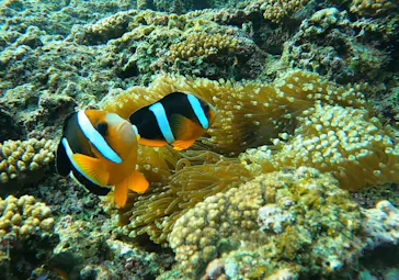 武藤潜水に投稿された画像（2024/1/31）