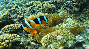 武藤潜水に投稿された画像（2024/1/31）