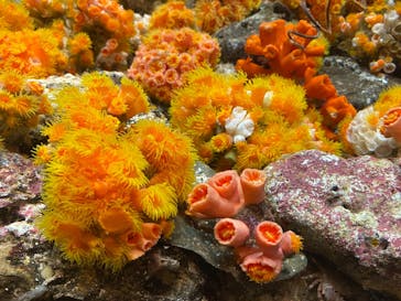 しながわ水族館に投稿された画像（2024/1/31）