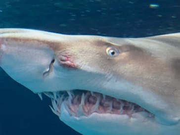 しながわ水族館に投稿された画像（2024/1/31）