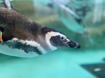 しながわ水族館に投稿された画像（2024/1/31）