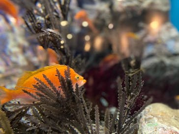 しながわ水族館に投稿された画像（2024/1/31）