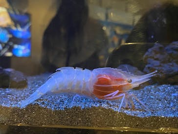 しながわ水族館に投稿された画像（2024/1/31）