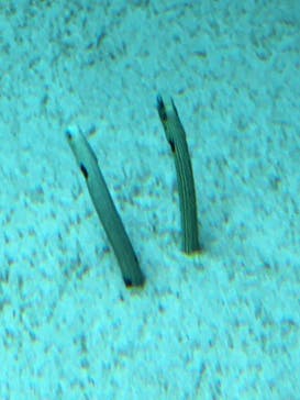 環境水族館アクアマリンふくしまに投稿された画像（2024/1/31）