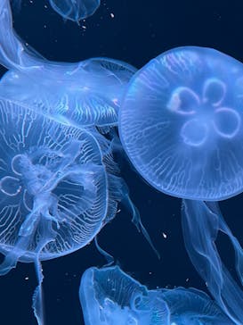 AOAO SAPPOROに投稿された画像（2024/1/31）