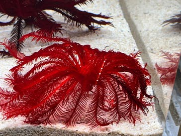 AOAO SAPPOROに投稿された画像（2024/1/31）