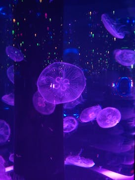 マクセル アクアパーク品川に投稿された画像（2024/1/31）