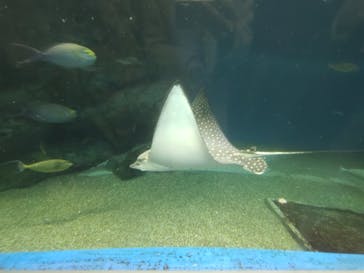 マクセル アクアパーク品川に投稿された画像（2024/1/31）